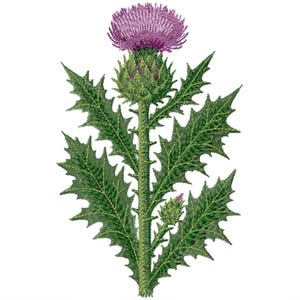 May include: A detailed illustration of a thistle plant. The plant features a large, vibrant purple flower head atop a green stem. The leaves are a deep green with spiky edges, and the background is white.
