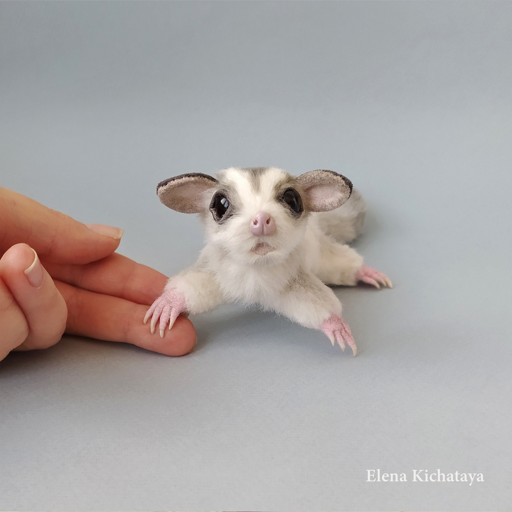 sugar glider flying squirrel sugar glider flying squirrel