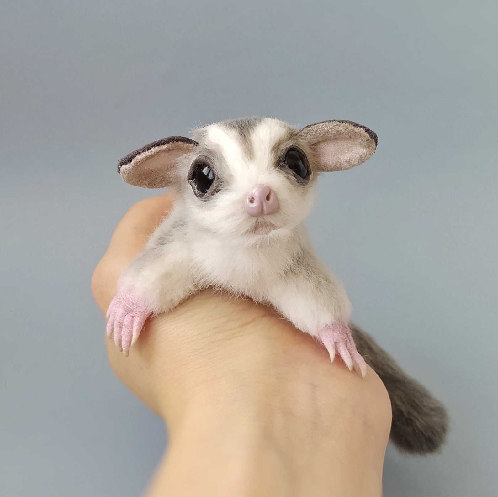 sugar glider flying squirrel sugar glider flying squirrel