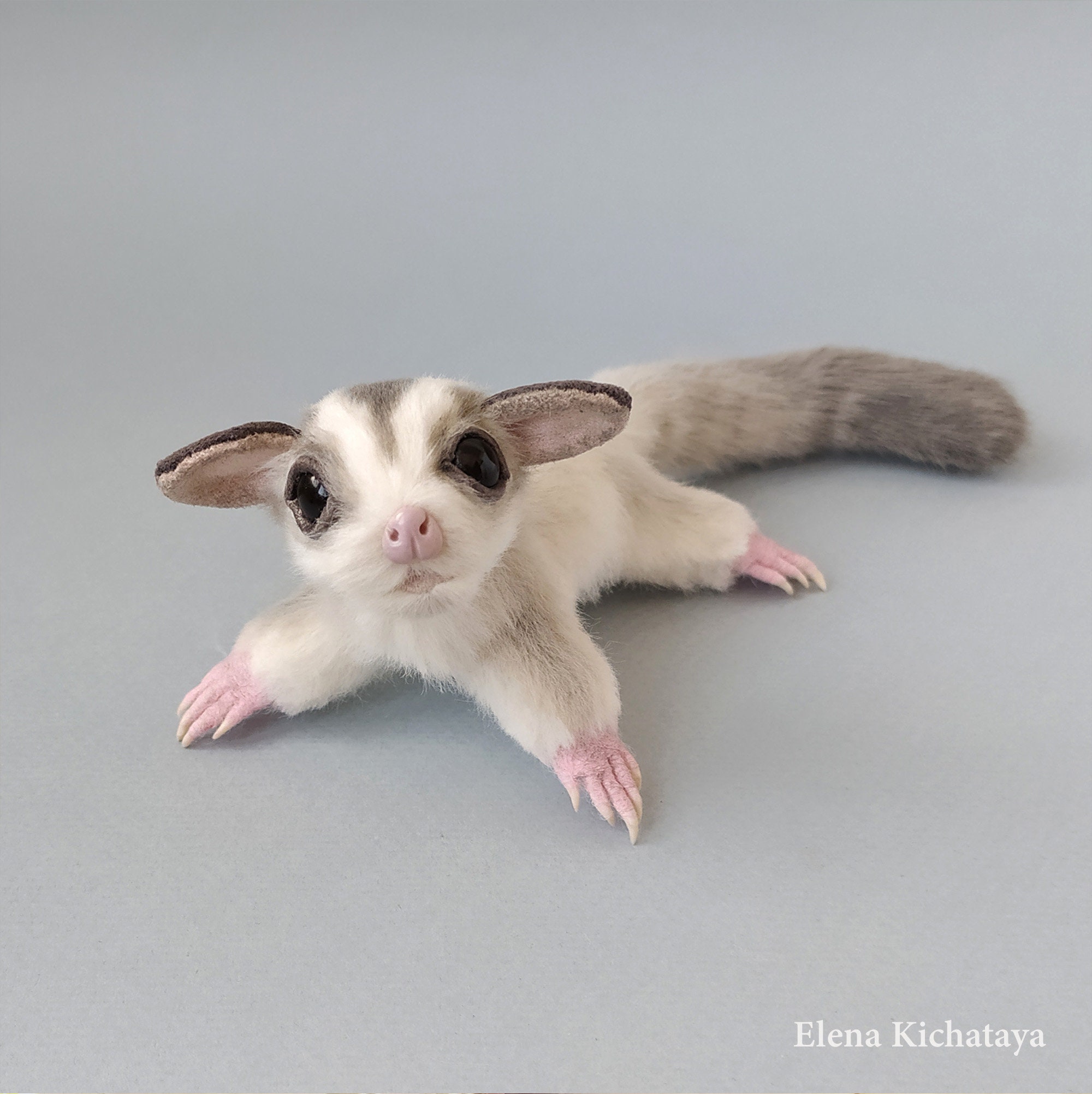 sugar glider flying squirrel sugar glider flying squirrel