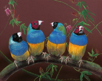 Finches, birds art - “Tropical Foursome” - limited edition Fine Art print of Goudian finches (Australia)