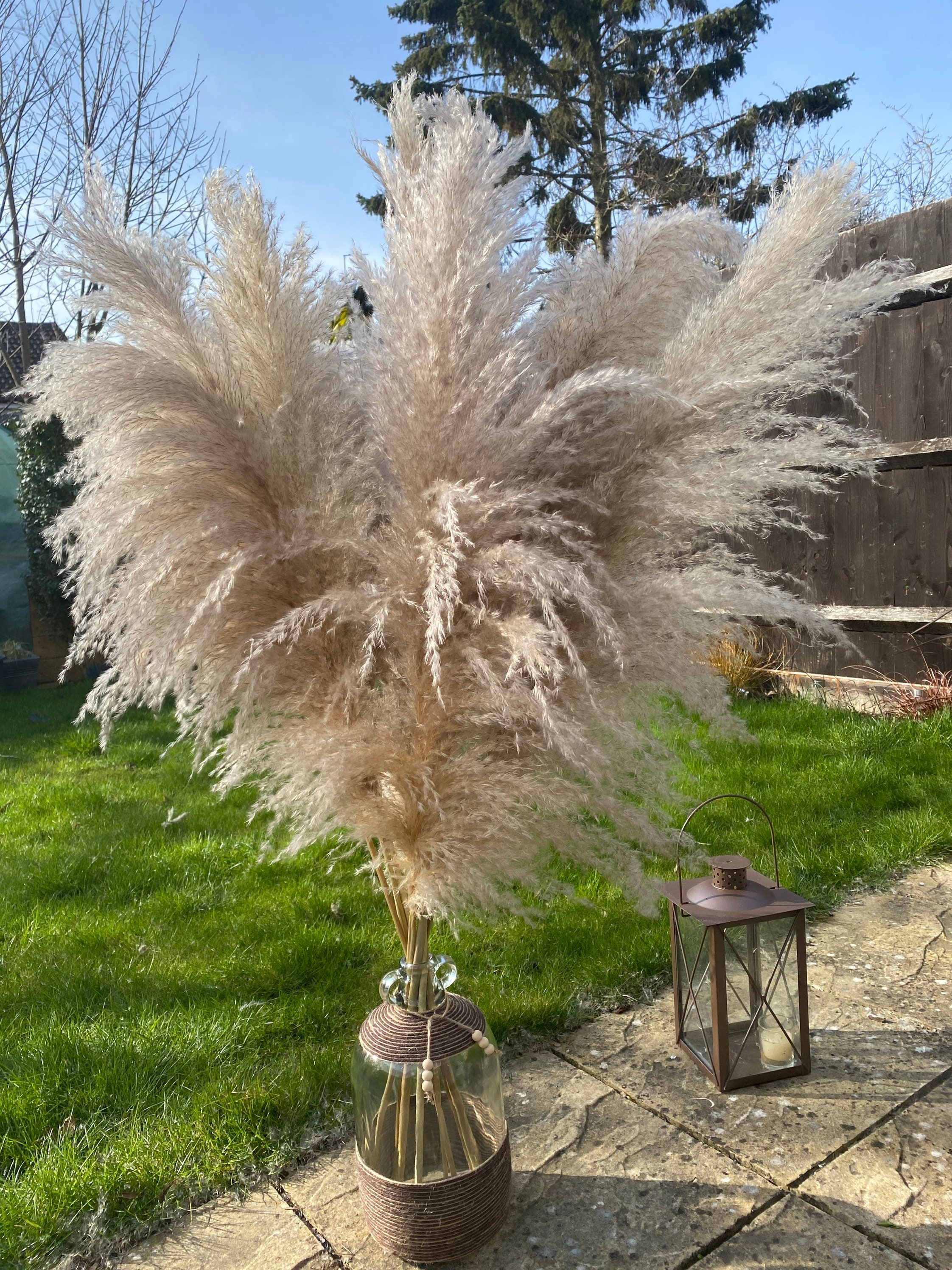 LARGE LUXURY FLUFFY Pampas grass. Grey Beige Creamy colour. Etsy
