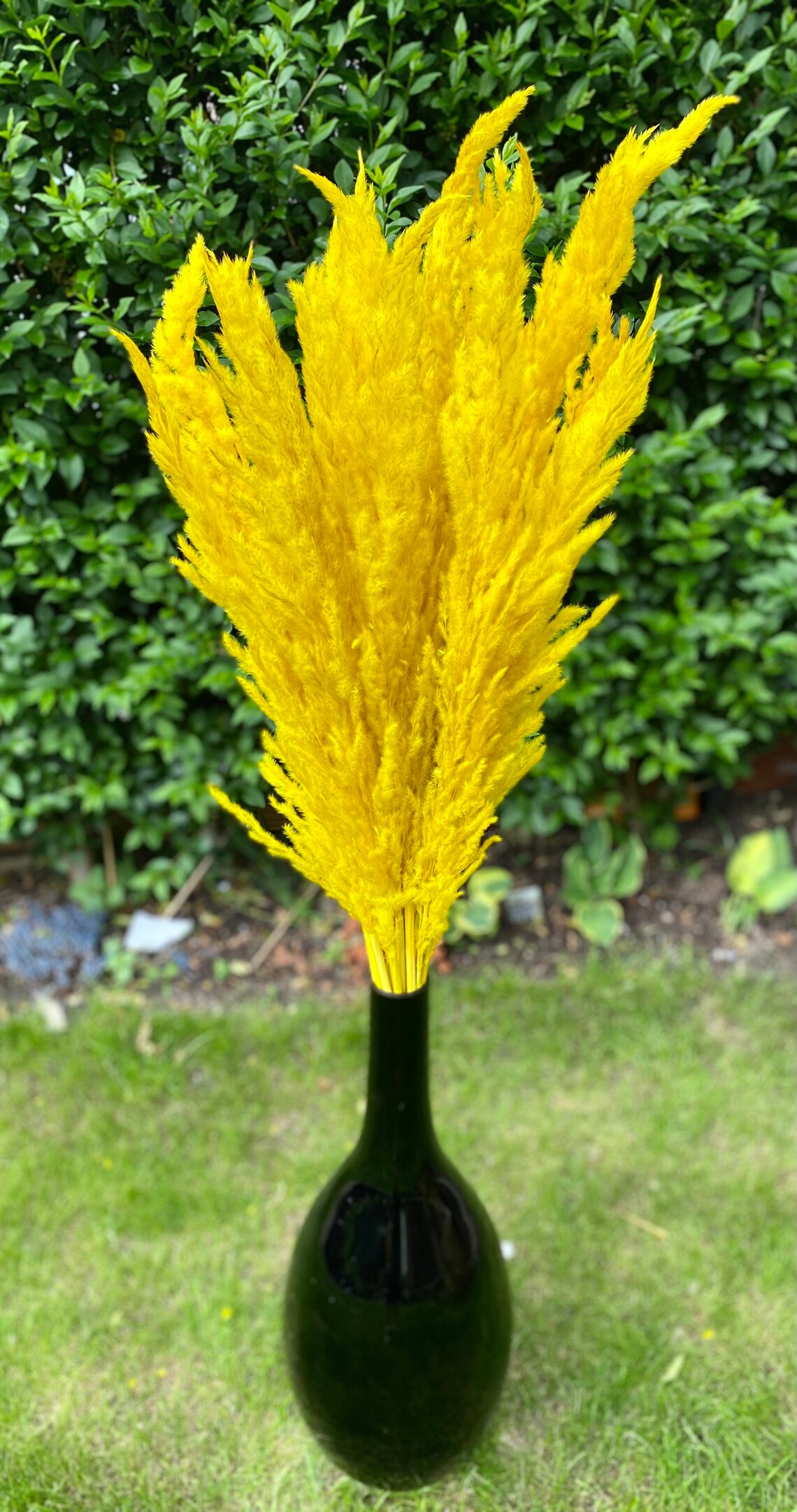 Unusual Large 80115cm Beautiful Yellow Pampas grass UK with Etsy