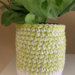 May include: A green and white crocheted plant pot with a green plant inside.