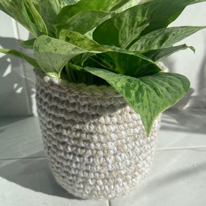 May include: A green and white variegated houseplant in a crocheted cream and white planter.