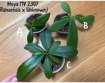 Hoya MV 2307 (Ranuensis x Unknown) Hybrid Seedlings, US Seller, Buyer's Choice