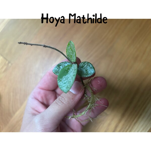 Hoya Mathilde Splash Cutting, planta popular vendedora en EE. UU., corte exacto
