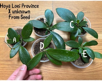 Hoya Loei Province x Unknown Hybrid Seedlings, First Offering Ever, US Seller, Buyer's Choice