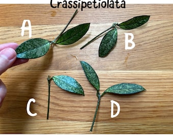Hoya Crassipetiolata Splash : How to Care for and Propagate this Stunning Beauty