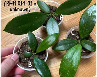 Hoya RHM 2331 (RHM 014-01 x Unknown) Seedlings, US Seller, Buyer's Choice