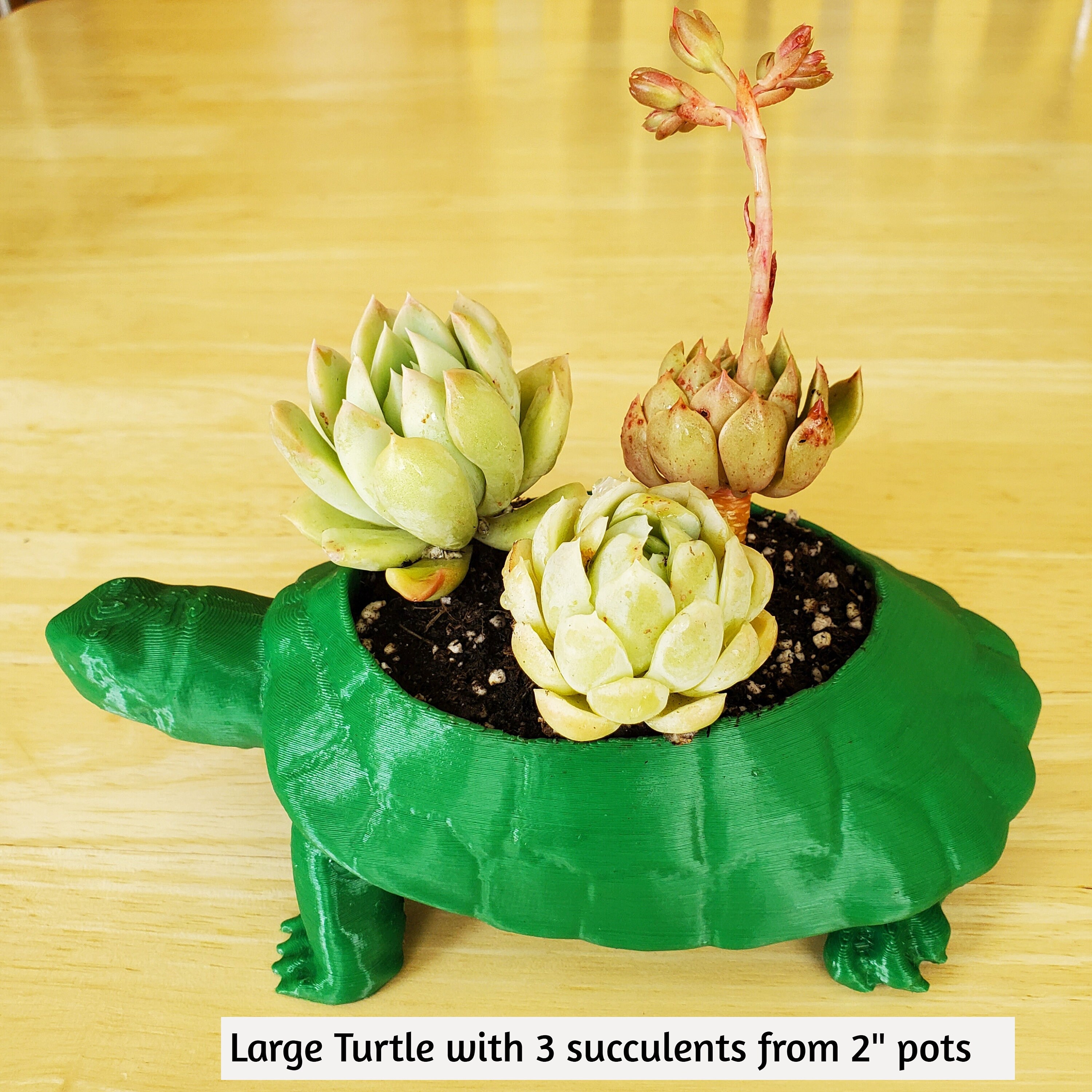 Turtle Succulent Planter: Lightweight Animal Planter - Etsy