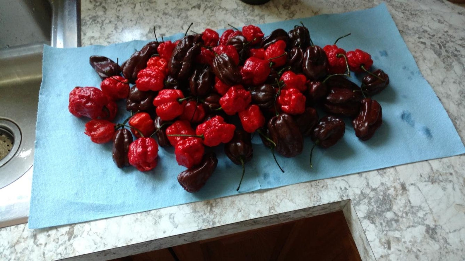 Chocolate ghost pepper seeds hot Etsy