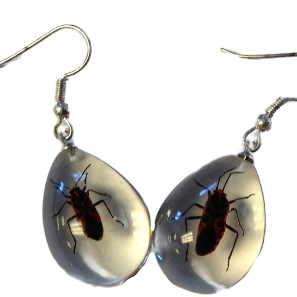 Real Beetle Bug Insect Incased in Clear Acrylic Resin Teardrop Shape Dangle Earrings Jewelry