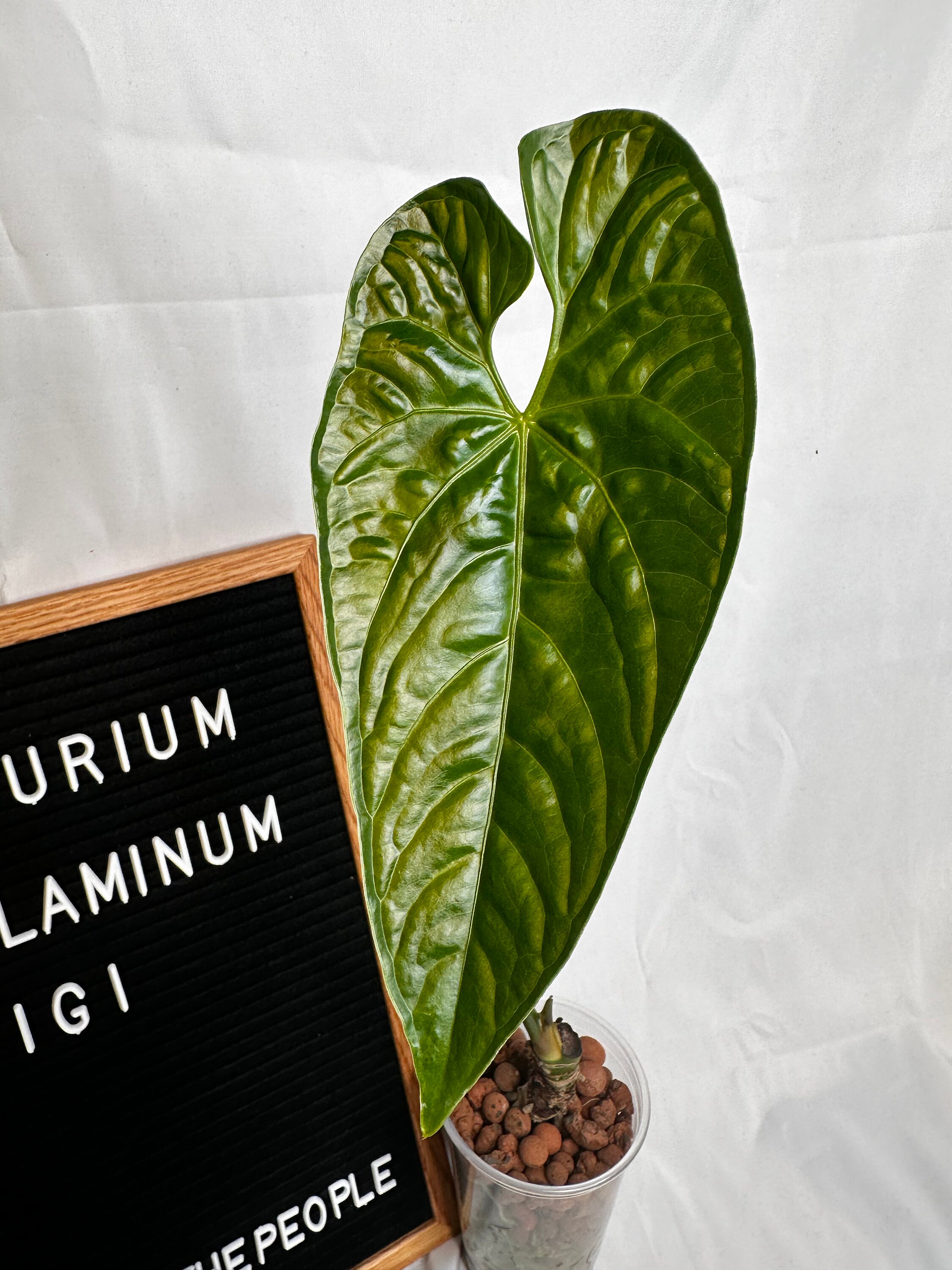 Anthurium Nigrolaminum "gigi"- US Seller - Etsy