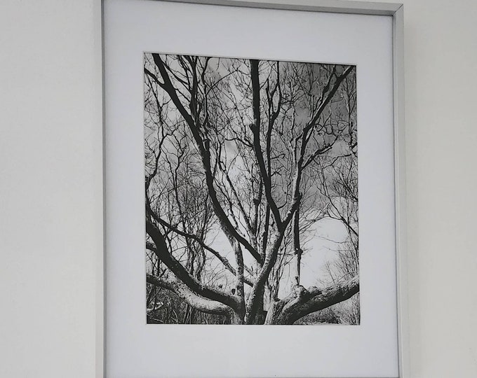 Branches spreading
