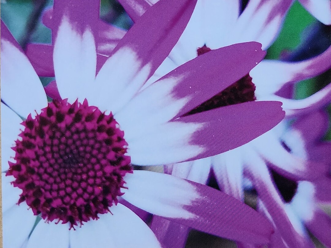 10 Flower Postcards With Envelopes. Group 2. Etsy