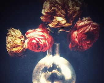 Pink Roses Photo