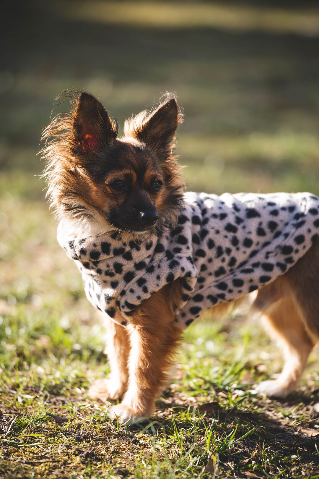 SMALL DOG - Polo Neck Sweater - Baby Blue Stripe