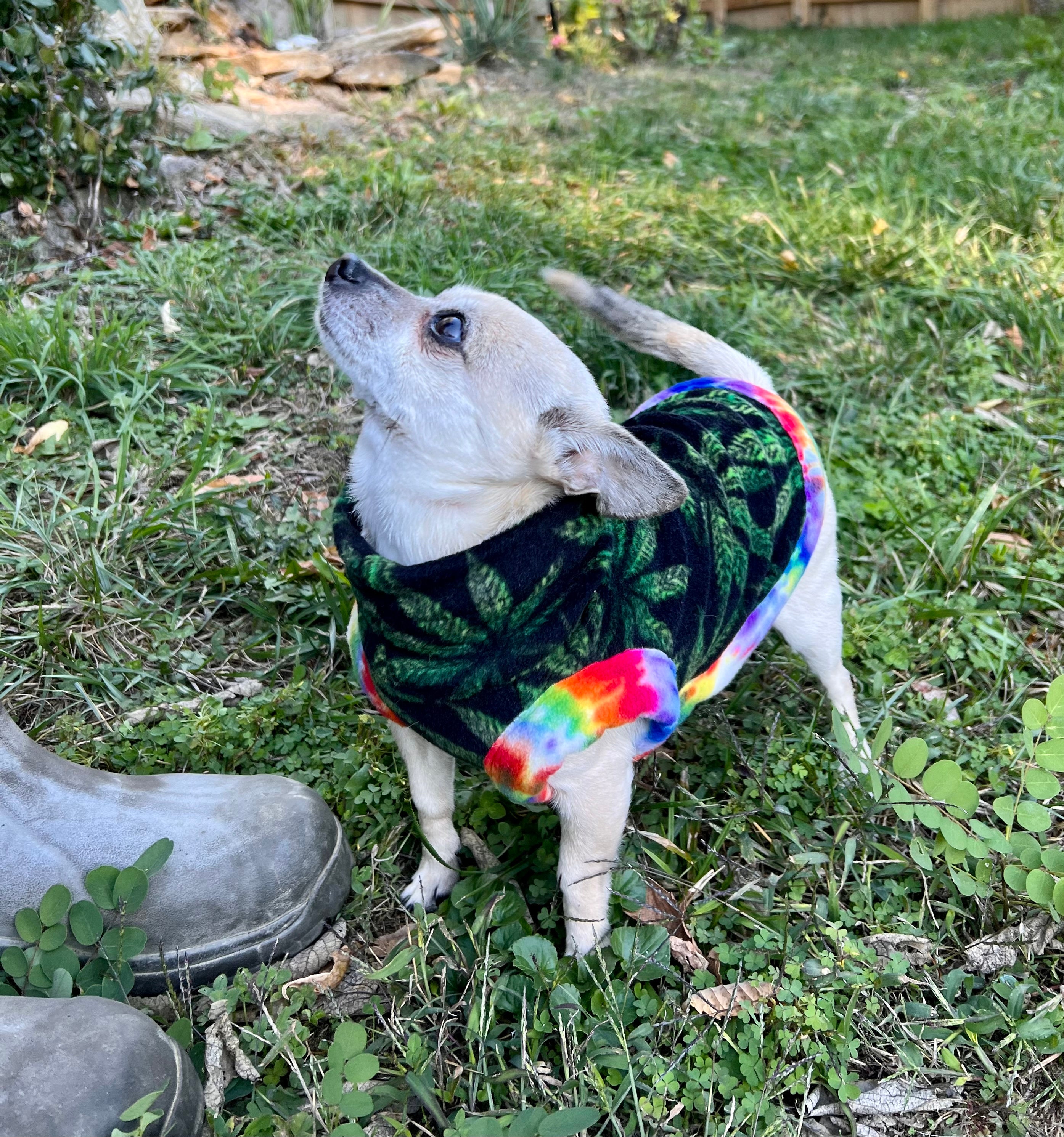 Grateful dead cheap dog clothes
