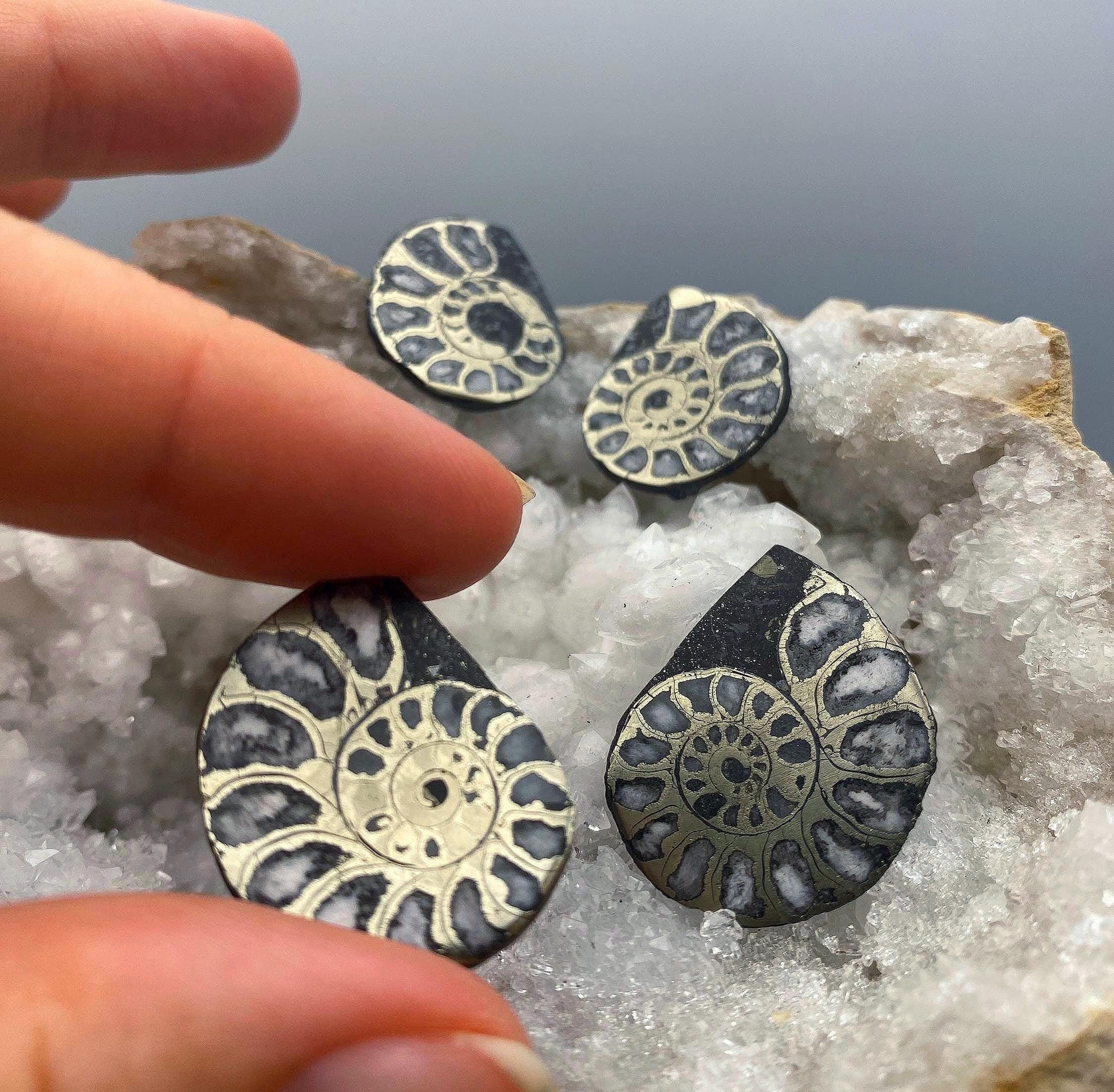 Pyritized Ammonite Fossil Pairs Pyrite Ammonite Polished Pair Pyrite  Ammonite For Art or Making Earrings Pyritized Ammonite Pair