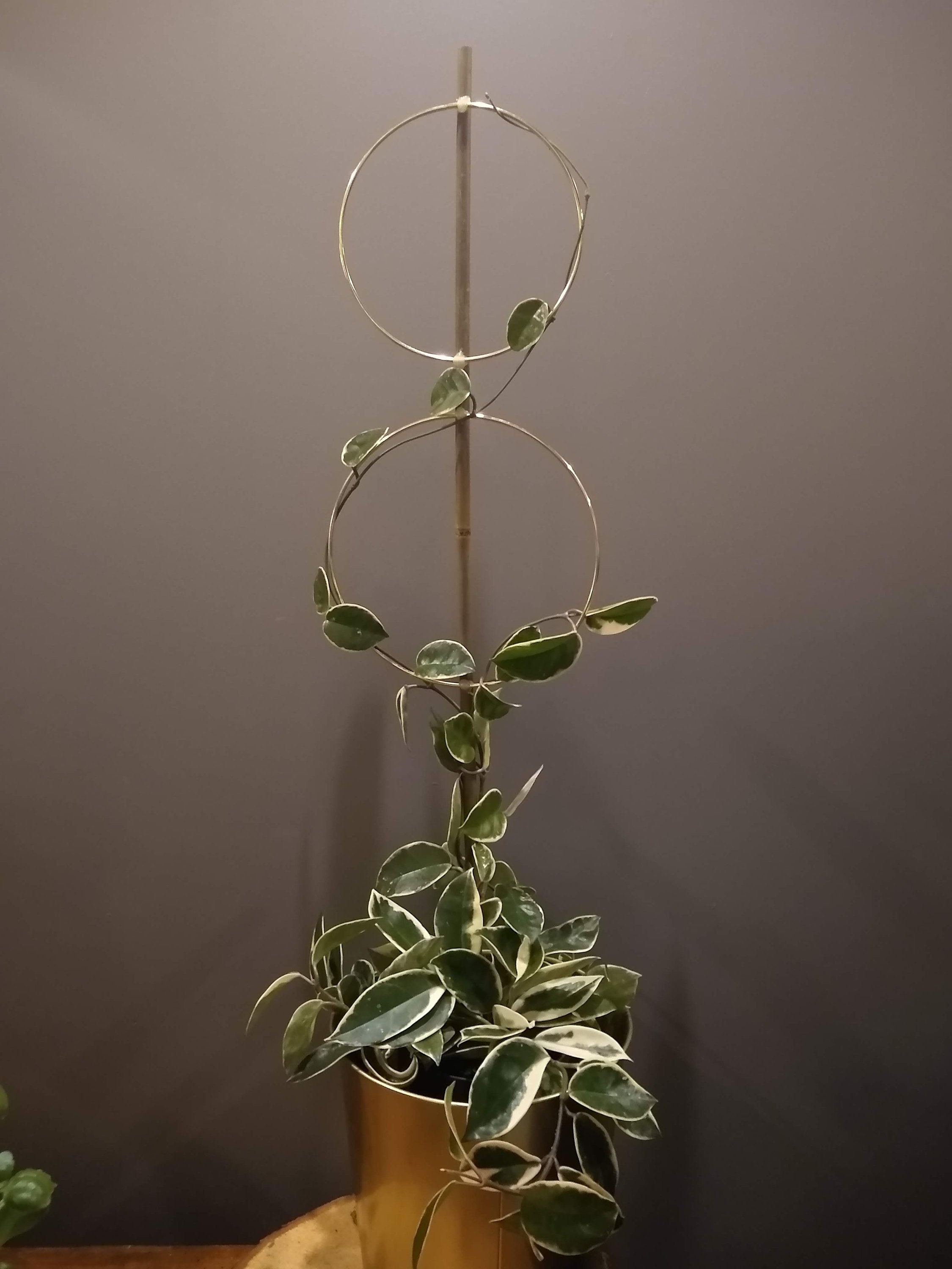 Elegante Trellis para Pothos Hoya Philodendron Etsy España