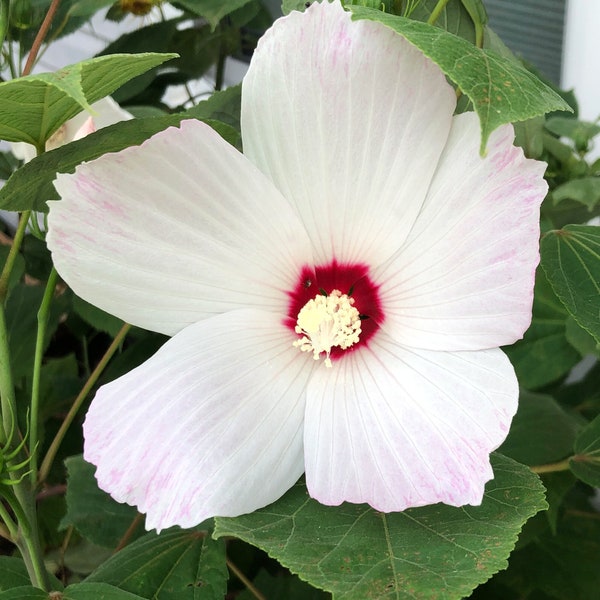 White - Rose Mallow - Hibiscus - Swamp Rose Mallow - Organic Seeds - Open Pollinated