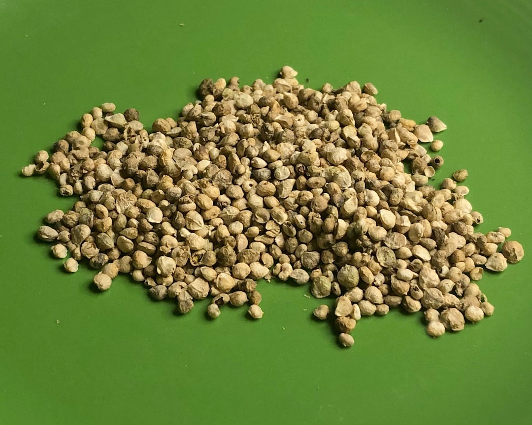 Baby Spinach Seeds Open Pollinated Non GMO Etsy