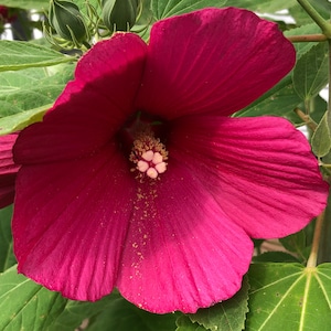 May include: Close-up of a vibrant, deep magenta hibiscus flower in full bloom. The large petals are textured and surround a central stamen with a light pink pistil. Green leaves and stems provide a contrasting backdrop.