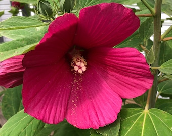 Pink - Rose Mallow - Hibiscus - Swamp Rose Mallow - Organic Seeds - Open Pollinated