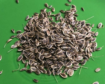Dill Seeds - Open Pollinated - Herb Seeds