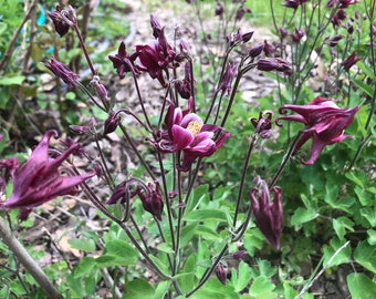 Columbine Seeds - Open Pollinated - Flower seeds