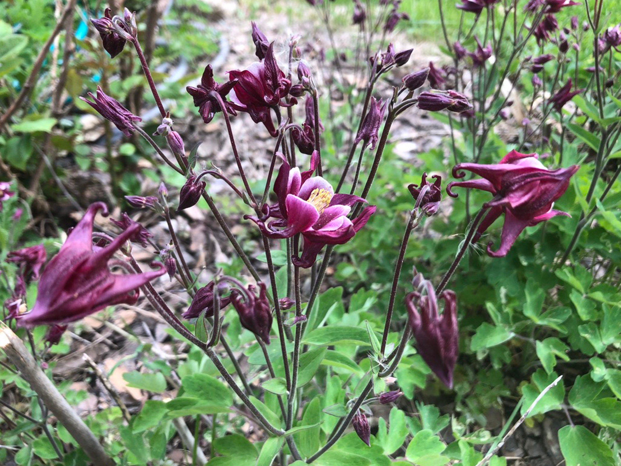 Columbine Seeds Open Pollinated Flower Seeds Etsy