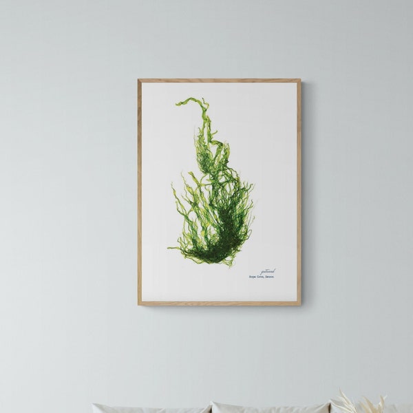 Gutweed, Hand Pressed Seaweed Print, Hope Cove, Botanical Print, Costal Art, Bathroom Art