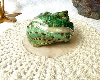 Large HERMIT Crab IMPERIAL TURBO Jade Shell, Rare Polished Blue