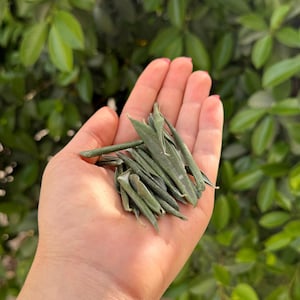 パレスチナ産乾燥オリーブの葉と枝 - 様々な量とサイズ - パレスチナから注文を受けてから収穫したて