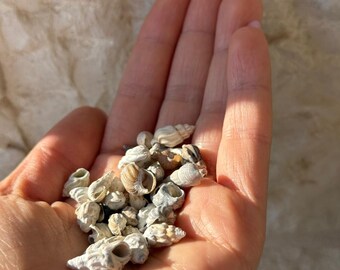 Auténticas conchas del Mar de Galilea – Recuerdo de Tierra Santa – Decoración natural para el hogar – PIEZAS PEQUEÑAS