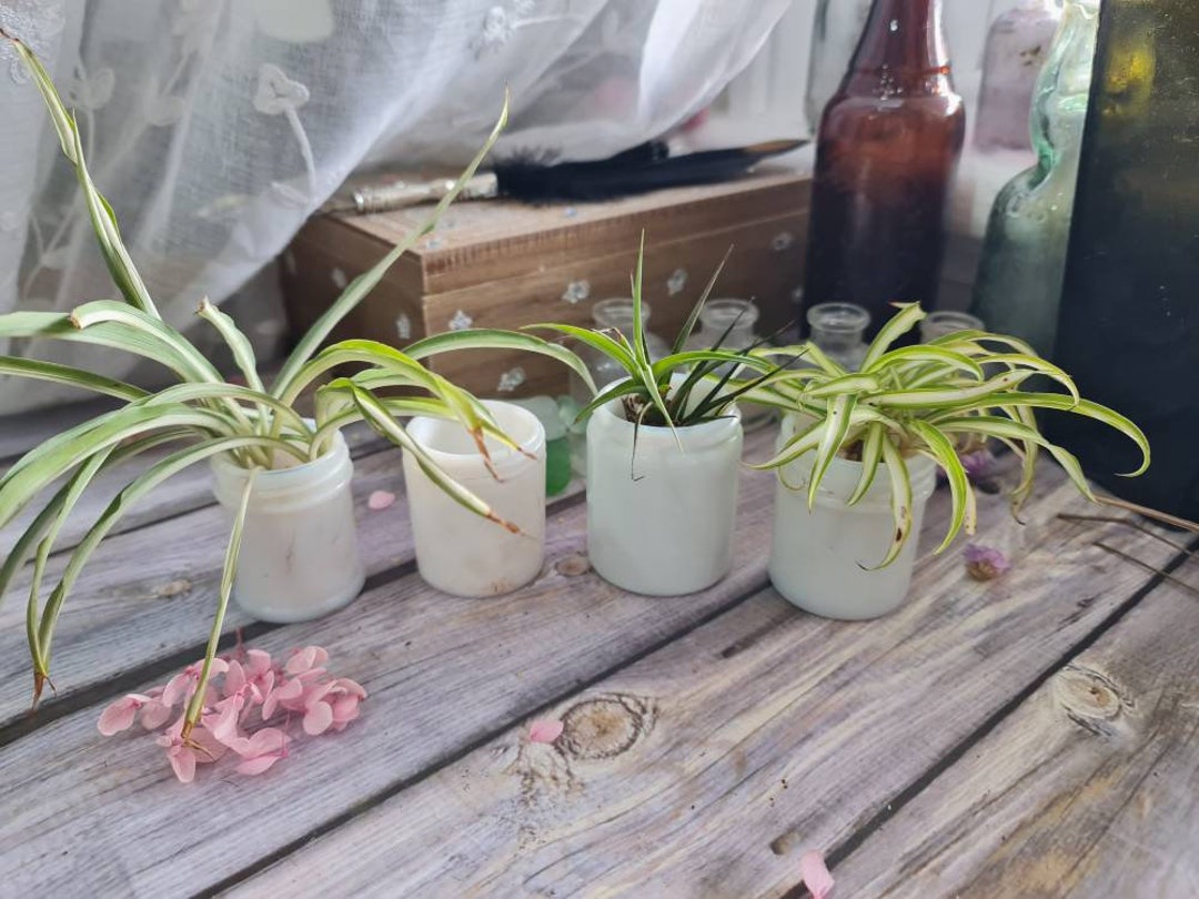 X4 Milk Glass Vintage Marmite VEGEMITE Resinol MENTHOLATUM Set Opal