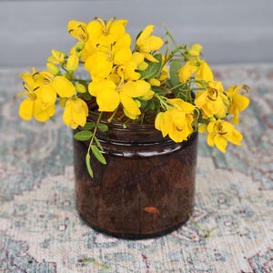 Gran tarro ámbar vintage de los años 40. ¡Guarda todo! Tarro de vidrio ámbar para medicinas, ideal para velas, bolas de algodón o cualquier cosa. 10 cm x 10 cm