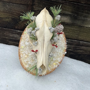 Winter Coyote Skull