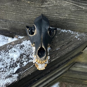 Crystalized Coyote Skull