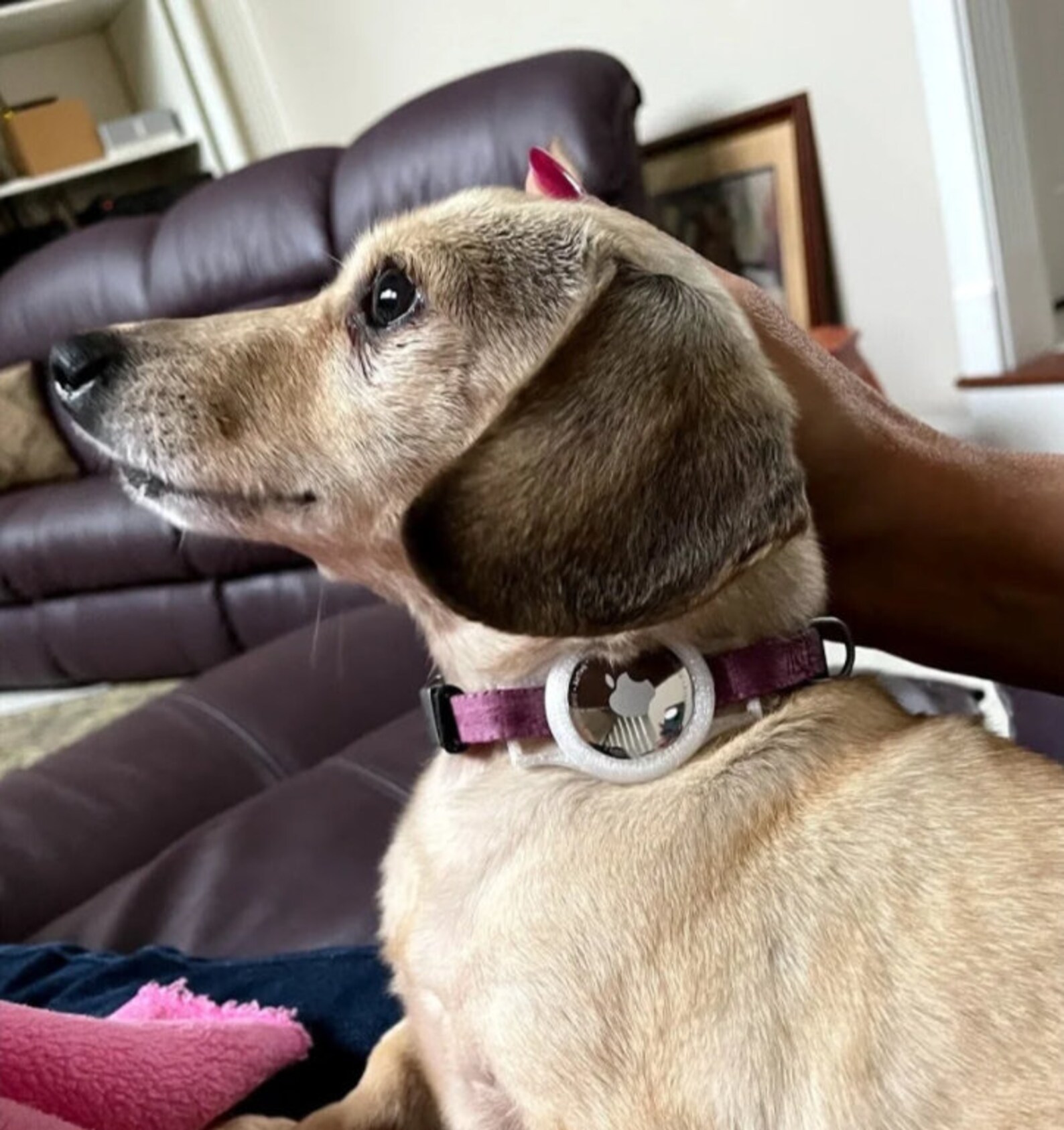 Apple AirTag Holder Halsbald Dog Collar Dog Dog Dog Etsy