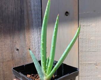 Aloe speciosa x marlothii (Mountain Aloe) unique aloe seed grown hybrid live plant