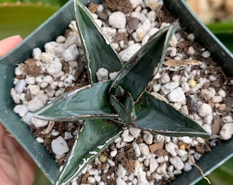 Agave Ferdinandi-regis: King of Agaves, Triangular Silver-marked
