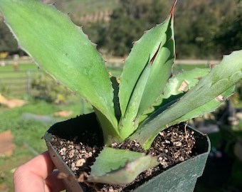 Agave atrovirens Live Succulent Desert Tropical Plant Seed Grown in CA