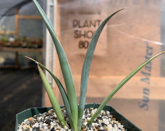 Yucca potosina grown in california from seed healthy and rooted drought tolerant plant