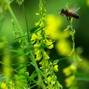 Bee photography print /Nature photography prints / Nature photography / Wall art / Wall decor / Animal prints / Nature wall art
