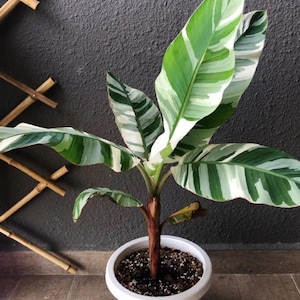 Musa florida variegated - Etsy 日本