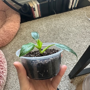 White Wizard Philodendron Rooted