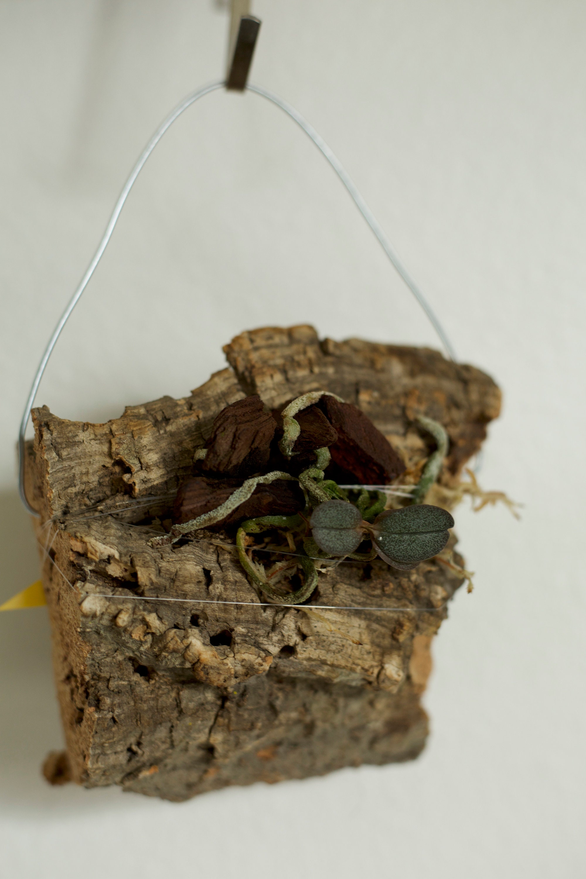 Natural Cork Bark for Epiphytic Plants Terrariums Etc. Etsy