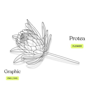 Protea Flower PNG SVG Download